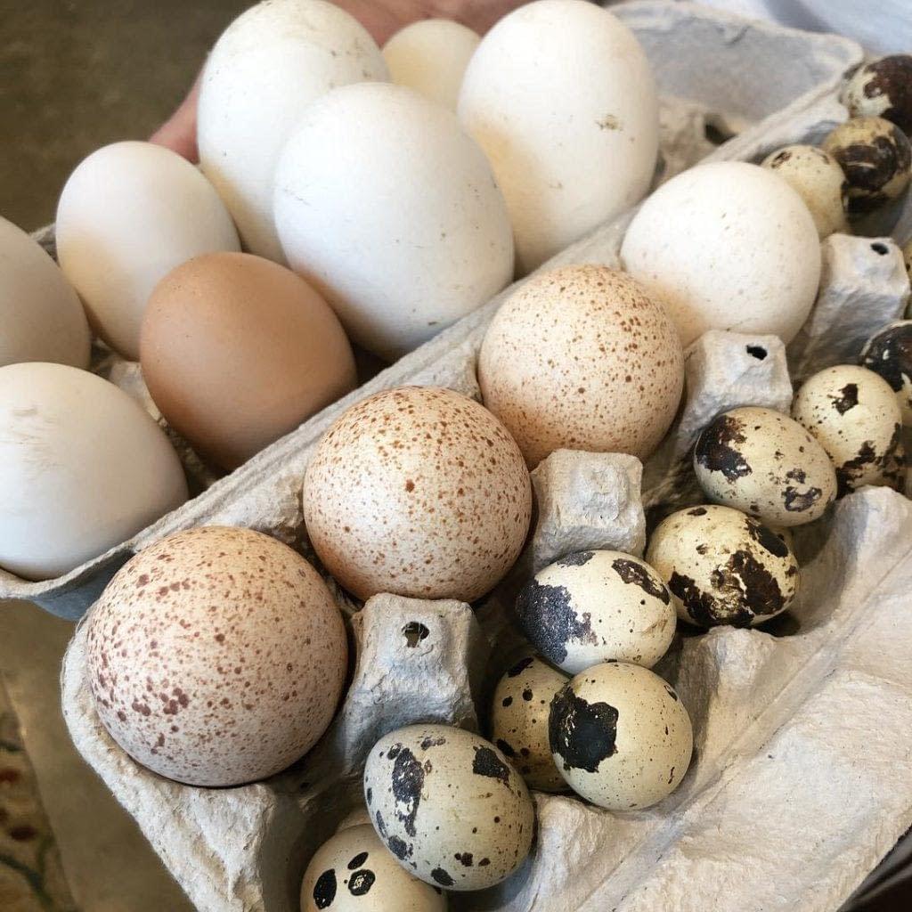 Various Eggs