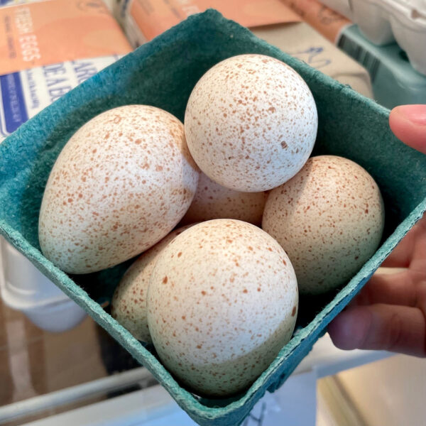 Turkey Eggs