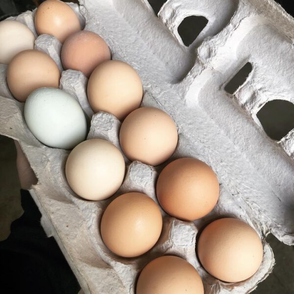 Dozen Chicken Eggs